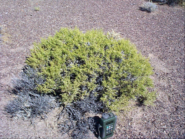 Caterpillar Greasewood (Sarcobatus baileyii) 1